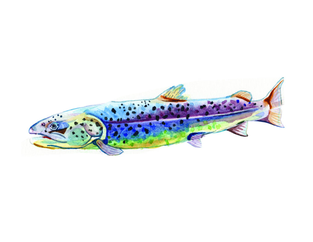 a watercolor painting of a multicolored salmon fish.