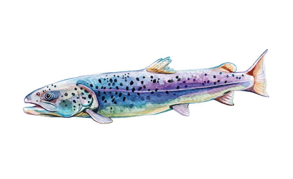 watercolor painting by watercolor artist Holly Exley of a multicolored salmon fish.