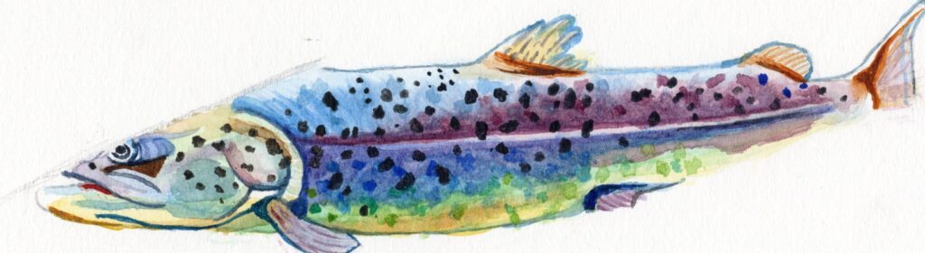 image of a partial watercolor of a multicolored salmon fish.